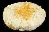 Heterodiadema Fossil Echinoid - Morocco #69834-1